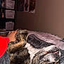 dog, bed, blanket, hand, person, indoor, wall, television, shelf, basket, poster, fur, tongue, lying_down, pet, comfort, relaxation, cozy, home, red_clothing