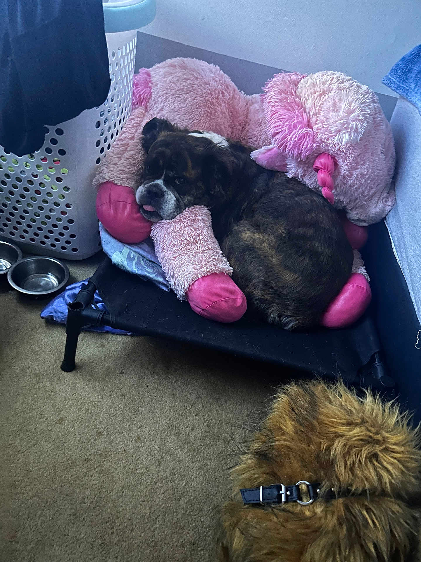 Suki