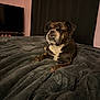 dog, brindle, pet, indoor, blanket, bed, fur, cute, relaxed, closeup, animal, sleepy, cozy, home, resting, muzzle, tongue, underbite, furniture, curtain