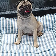 Chanel joined the competition — help win amazing prizes! dog, pug, pet, animal, tongue_out, striped, cushion, blue, white, indoor, seated, cute, face, ears, fur, snout, reflection, cozy, resting, portrait