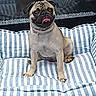 dog, pug, pet, animal, tongue_out, striped, cushion, blue, white, indoor, seated, cute, face, ears, fur, snout, reflection, cozy, resting, portrait