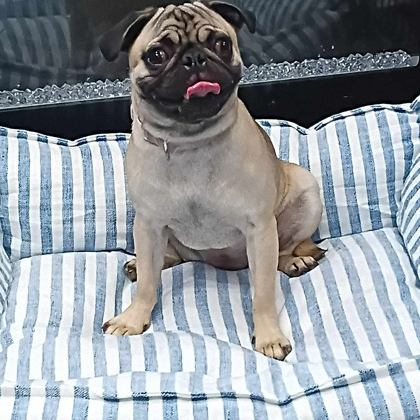 Chanel joined the competition — help win amazing prizes! dog, pug, pet, animal, tongue_out, striped, cushion, blue, white, indoor, seated, cute, face, ears, fur, snout, reflection, cozy, resting, portrait