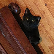 Mouse joined the competition — help win amazing prizes! animal, black_cat, cat, curious, cute, domestic_cat, ears, feline, flooring, home, indoor, looking_up, pet, playful, resting, shadow, whiskers, wooden_floor, wooden_furniture, yellow_eyes