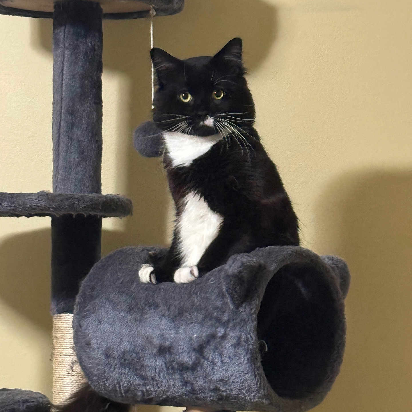 Oreo joined the competition — help win amazing prizes! abyssinian, accessories, angora, animal, armchair, bear, blackcat, cat, chair, cushion, egyptiancat, furniture, homedecor, kitten, manx, pet, shelf, siamese, strap