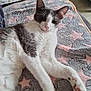 animal, blanket, cat, comfortable, cozy, cute, ears, feline, floor, fur, gray_and_white, home, indoor, paw, pet, relaxed, resting, soft_texture, star_pattern, whiskers