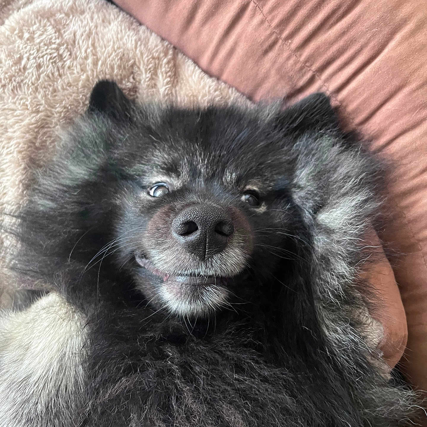 Tartine participe au concours pour gagner de l'argent avec cette photo : animal, bear, canine, cockerspaniel, couch, cushion, dog, eskimodog, face, furniture, head, homedecor, husky, indoors, papillon, person, pet, photography, portrait, puppy