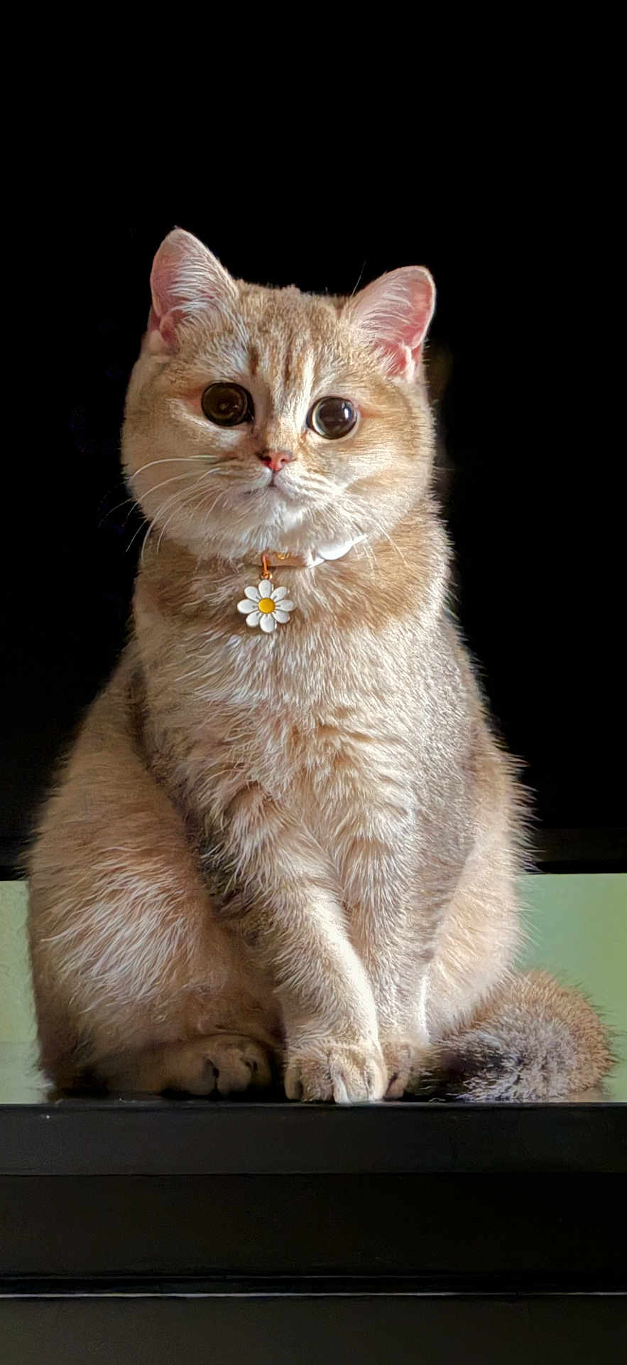 Emerald is registered to the contest to win money with this photo: cat, cute, ginger_cat, portrait, sitting, daisy, collar, fluffy, round_face, big_eyes, fur, whiskers, paws, tail, indoor, black_background, studio_style, closeup, adorable, pet