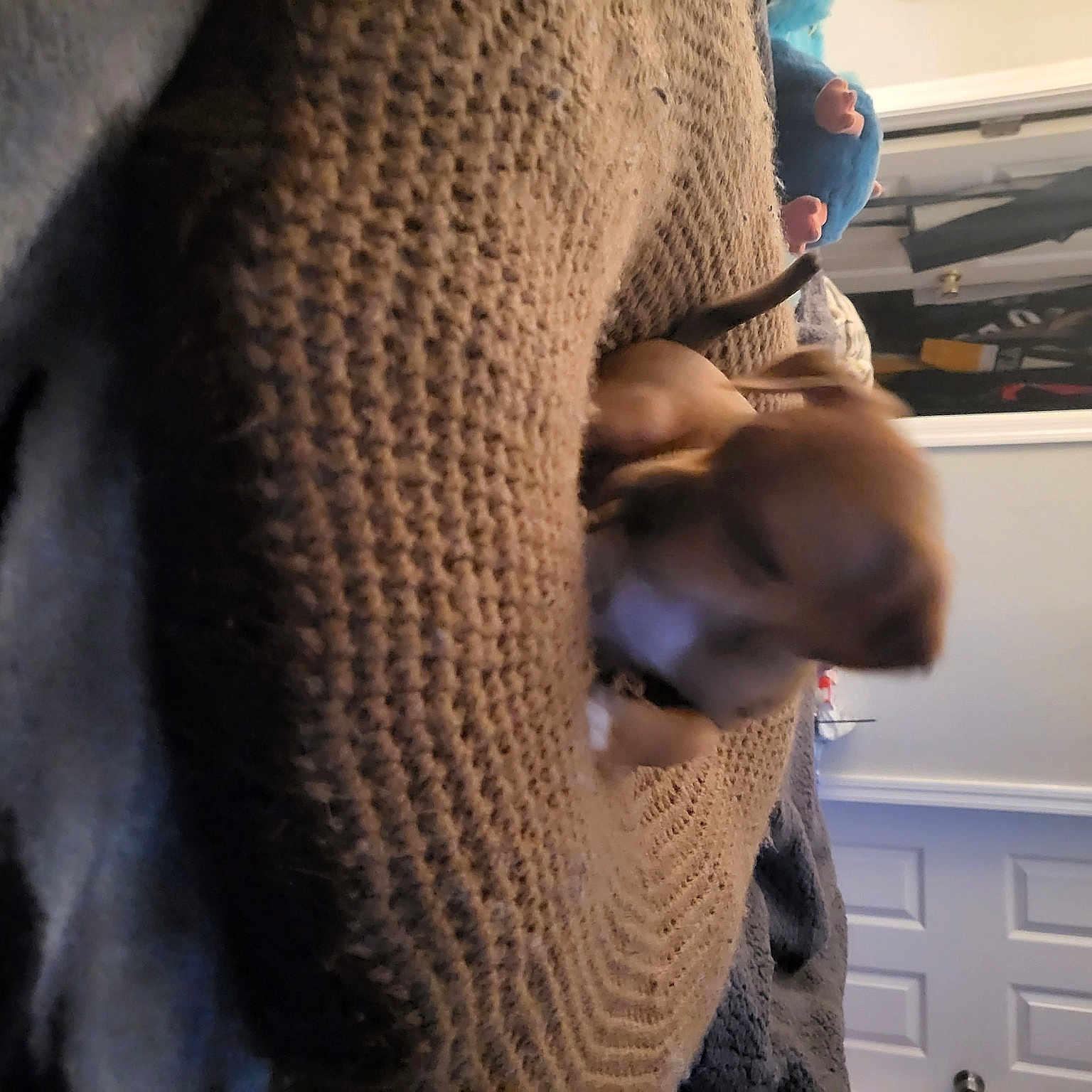 Nellie