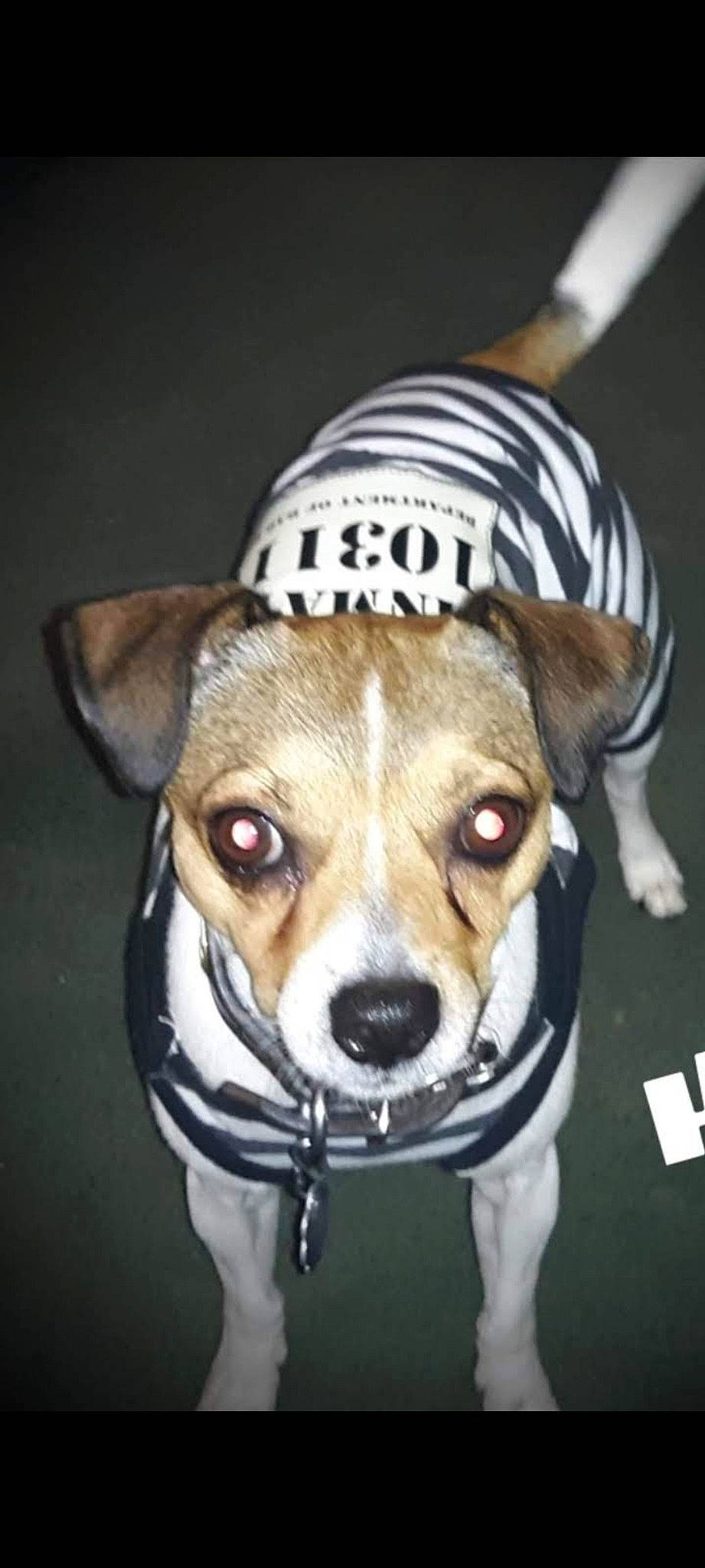 Dj joined the competition — help win amazing prizes! canidae, carnivore, collar, companion_dog, costume_hat, dishware, dog, dog_breed, dog_clothes, dog_collar, fashion_accessory, fawn, fur, hat, leash, snout, sporting_group, sun_hat, whiskers, working_animal