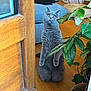 Una participe au concours pour gagner de l'argent avec cette photo : cat, gray_cat, indoor, wooden_door, plant, green_leaves, floor, couch, curious, pet, feline, standing, orange_eyes, cozy, home, living_room, wicker_pot, wood_floor, cute, animal
