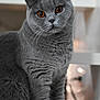 cat, gray_cat, orange_eyes, indoor, pet, feline, whiskers, fur, sitting, closeup, portrait, cute, animal, domestic_cat, soft_light, furry, alert, looking, mammal, companion