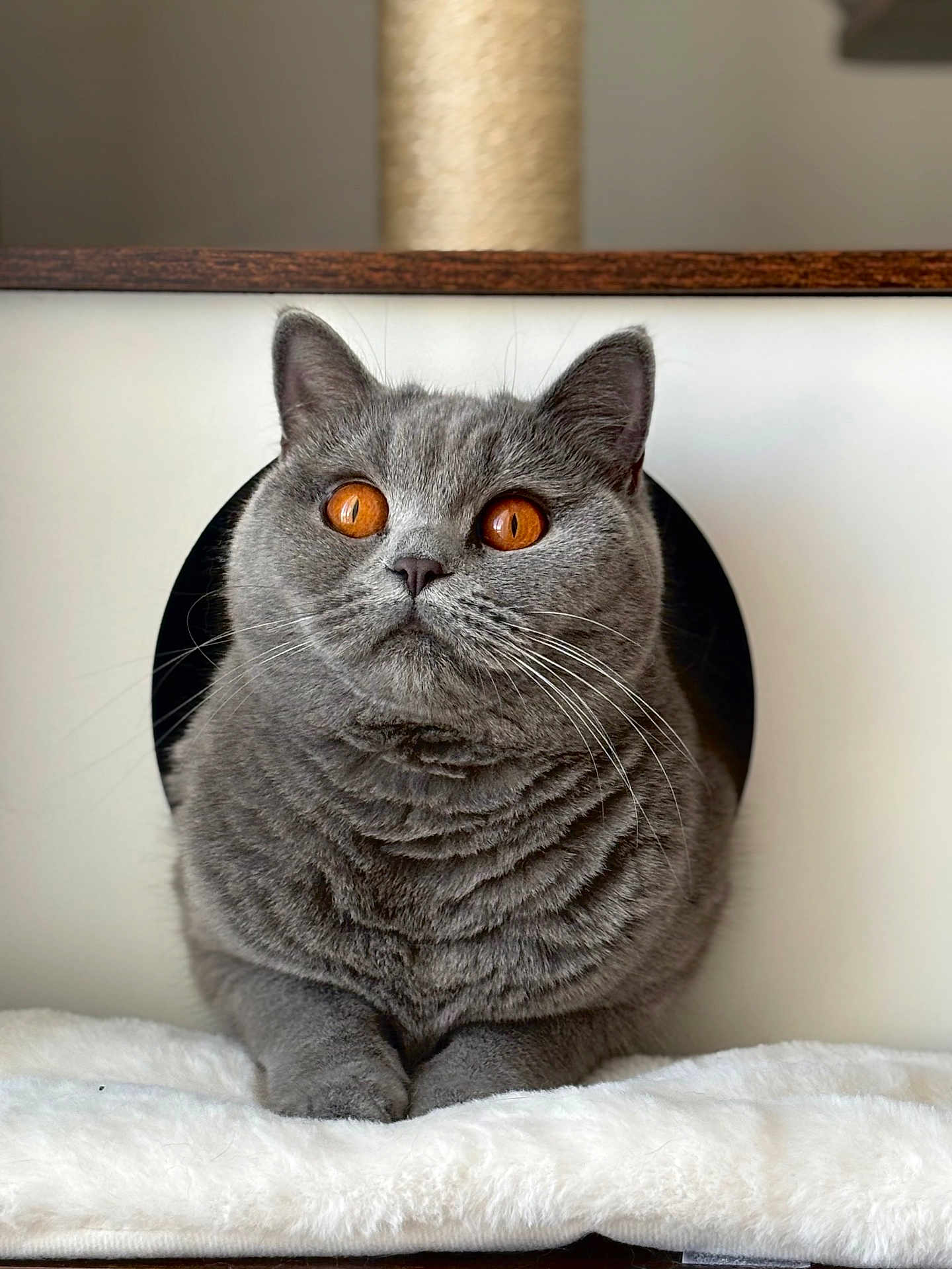Una participe au concours pour gagner de l'argent avec cette photo : cat, gray_cat, amber_eyes, feline, pet, cozy, soft_blanket, indoor, portrait, closeup, whiskers, ears, fur, animal, cute, resting, sitting, household, domestic_cat, relaxed