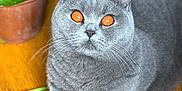 Una participe au concours pour gagner de l'argent avec cette photo : cat, gray_cat, orange_eyes, pet, animal, feline, domestic_cat, indoor, wooden_floor, plant, potted_plant, fur, whiskers, close_up, looking_up, cute, relaxed, laying_down, eye_contact, houseplant