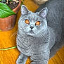 cat, gray_cat, orange_eyes, pet, animal, feline, domestic_cat, indoor, wooden_floor, plant, potted_plant, fur, whiskers, close_up, looking_up, cute, relaxed, laying_down, eye_contact, houseplant