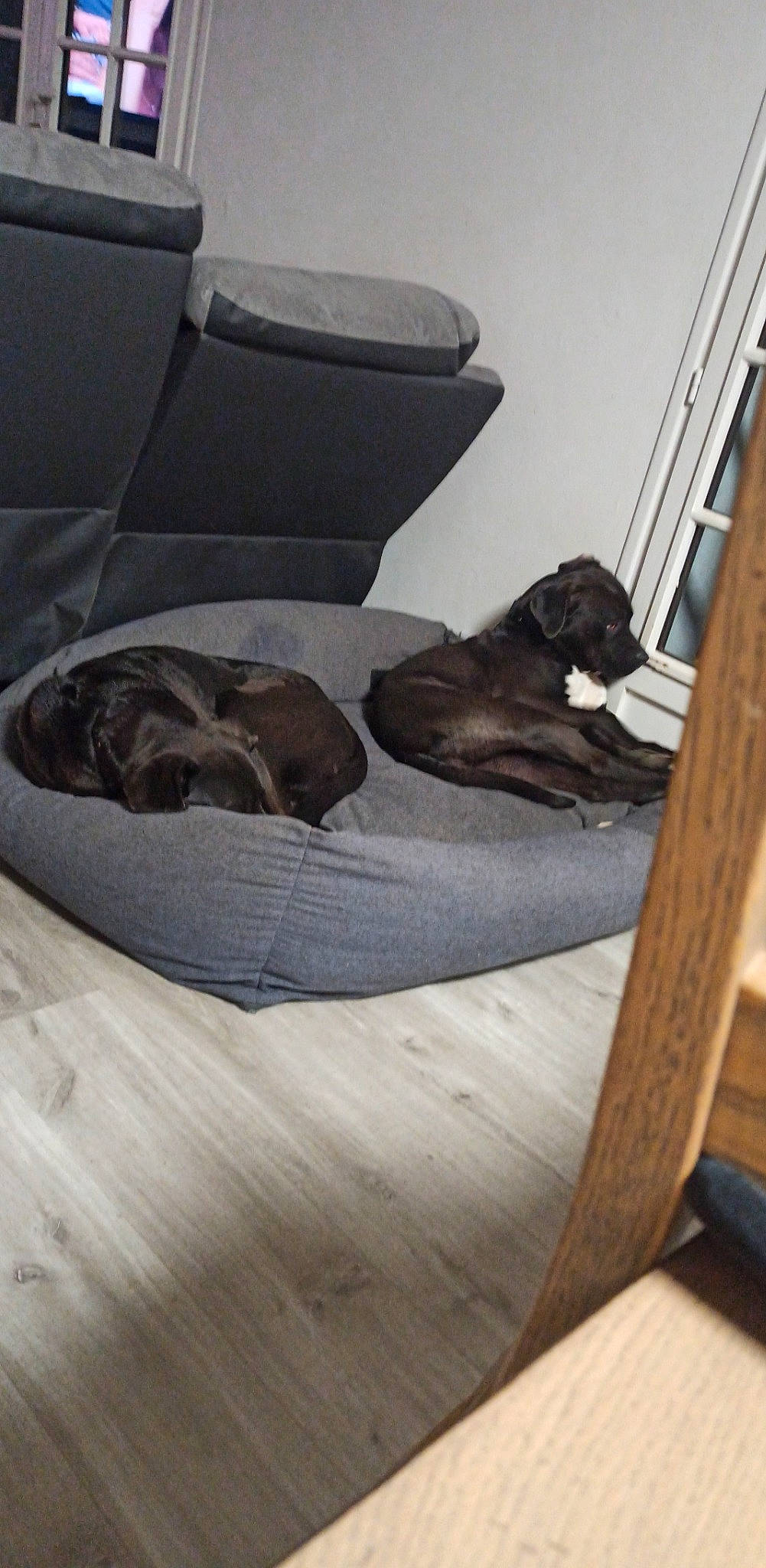 Nala a rejoint le concours — aidez-le/la à gagner de superbes lots ! canidae, carnivore, club_chair, comfort, companion_dog, dog, dog_breed, felidae, floor, flooring, grey, hardwood, pet_supply, room, small_to_medium_sized_cats, sporting_group, studio_couch, tail, wood, wood_flooring