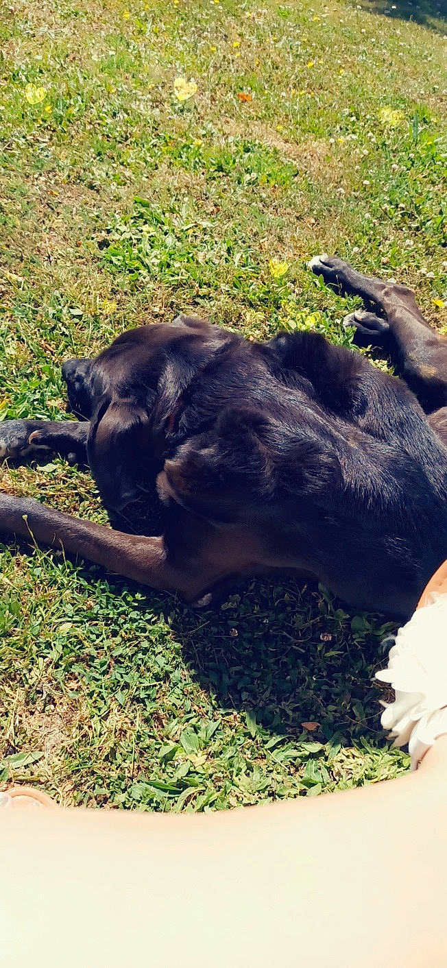 Gordon participe au concours pour gagner de l'argent avec cette photo : canidae, carnivore, companion_dog, dog, dog_breed, fawn, fur, grass, groundcover, mammal, natural_material, plant, snout, soil, sporting_group, tail, terrestrial_animal, wildlife, working_animal, zoo