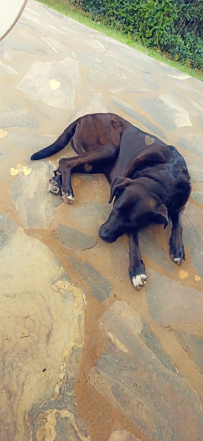 Gordon a rejoint le concours — aidez-le/la à gagner de superbes lots ! canidae, carnivore, companion_dog, dog, dog_breed, fawn, foot, fur, guard_dog, landscape, leash, sand, shadow, soil, sporting_group, street_dog, tail, terrestrial_animal, tints_and_shades, working_animal