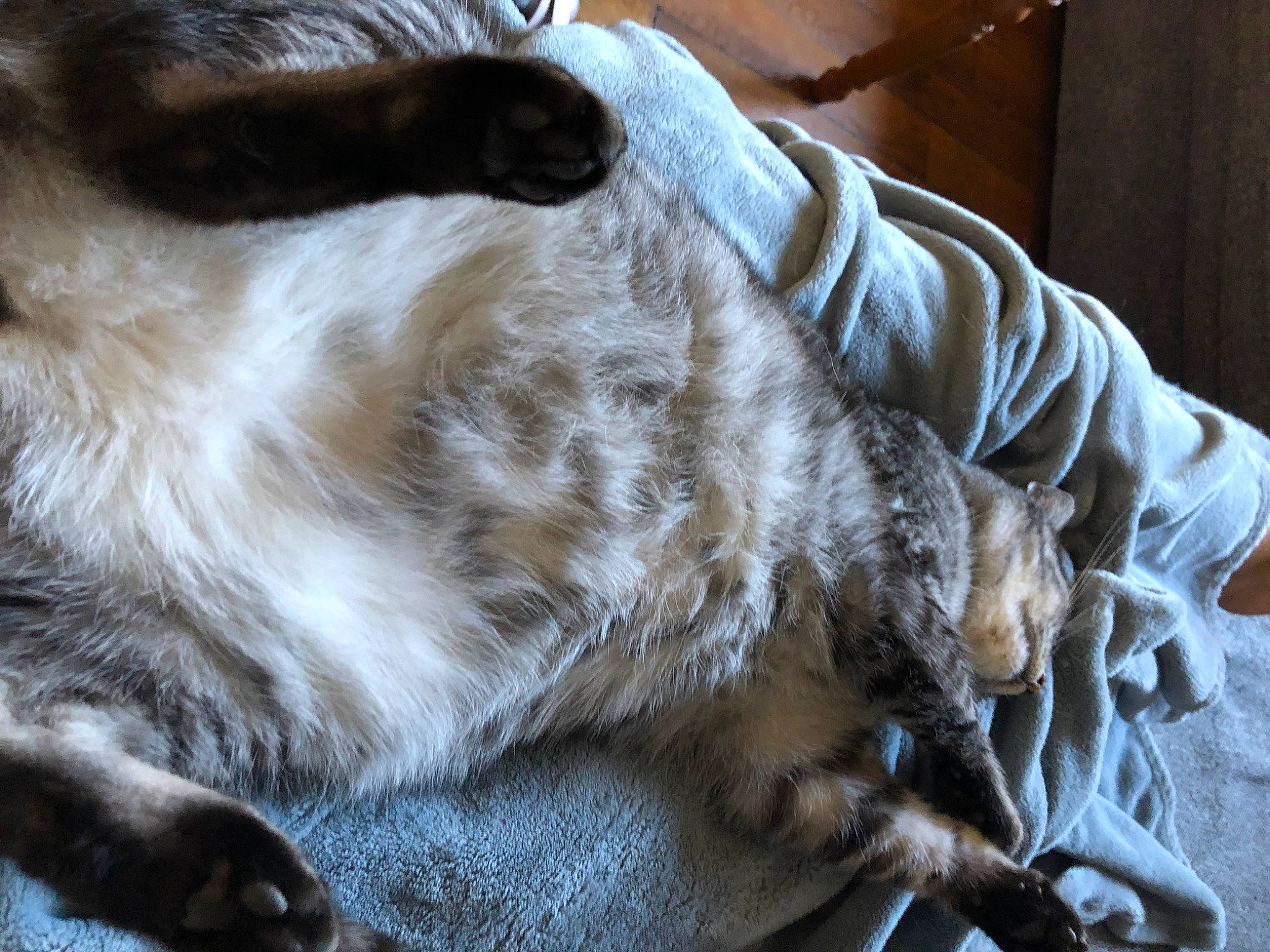 Maya participe au concours pour gagner de l'argent avec cette photo : carnivore, claw, comfort, companion_dog, dog_breed, fawn, felidae, fur, liver, natural_material, paw, small_to_medium_sized_cats, snout, sporting_group, tail, terrestrial_animal, whiskers, wildlife