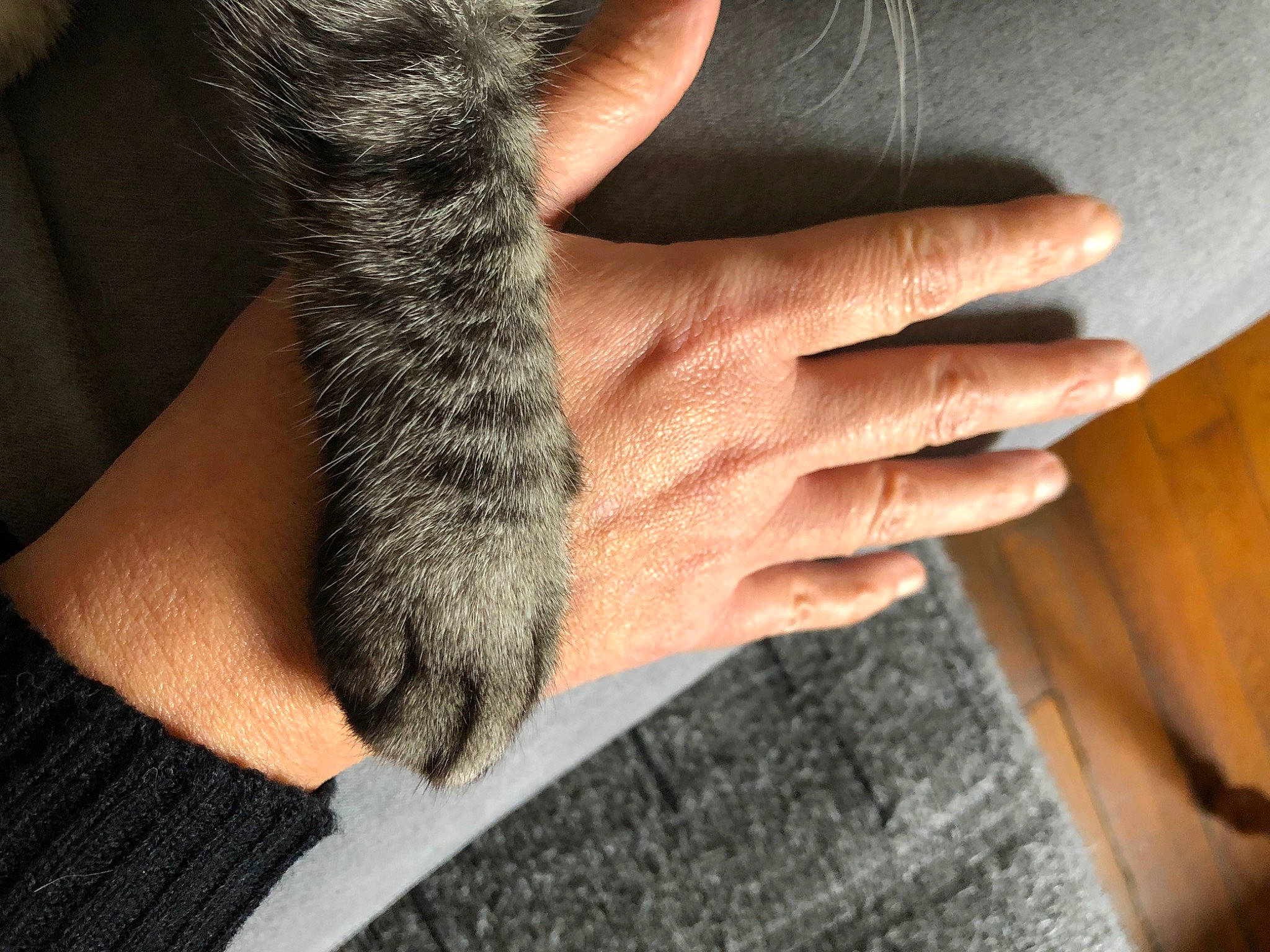 Maya participe au concours pour gagner de l'argent avec cette photo : arm, cat, comfort, felidae, finger, flooring, gesture, grey, hand, human_body, human_leg, joint, leg, nail, skin, small_to_medium_sized_cats, thigh, whiskers, wood, wrist