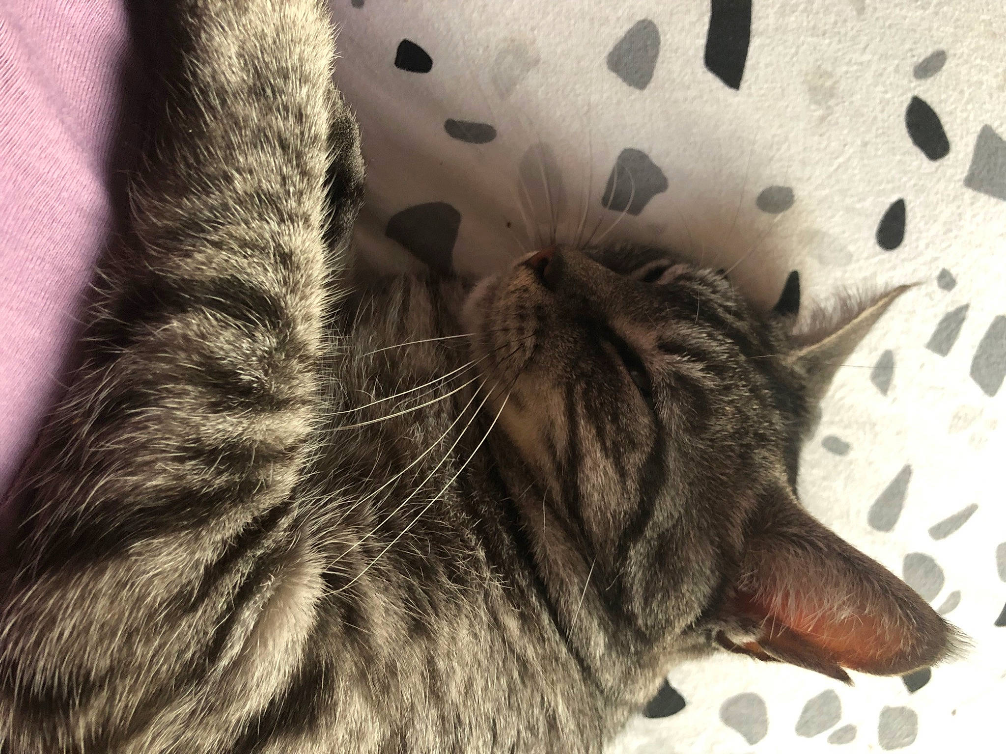Maya participe au concours pour gagner de l'argent avec cette photo : carnivore, cat, claw, comfort, domestic_short_haired_cat, felidae, fur, grey, human_leg, linens, nap, pattern, paw, sleep, small_to_medium_sized_cats, snout, tail, terrestrial_animal, whiskers, wildlife