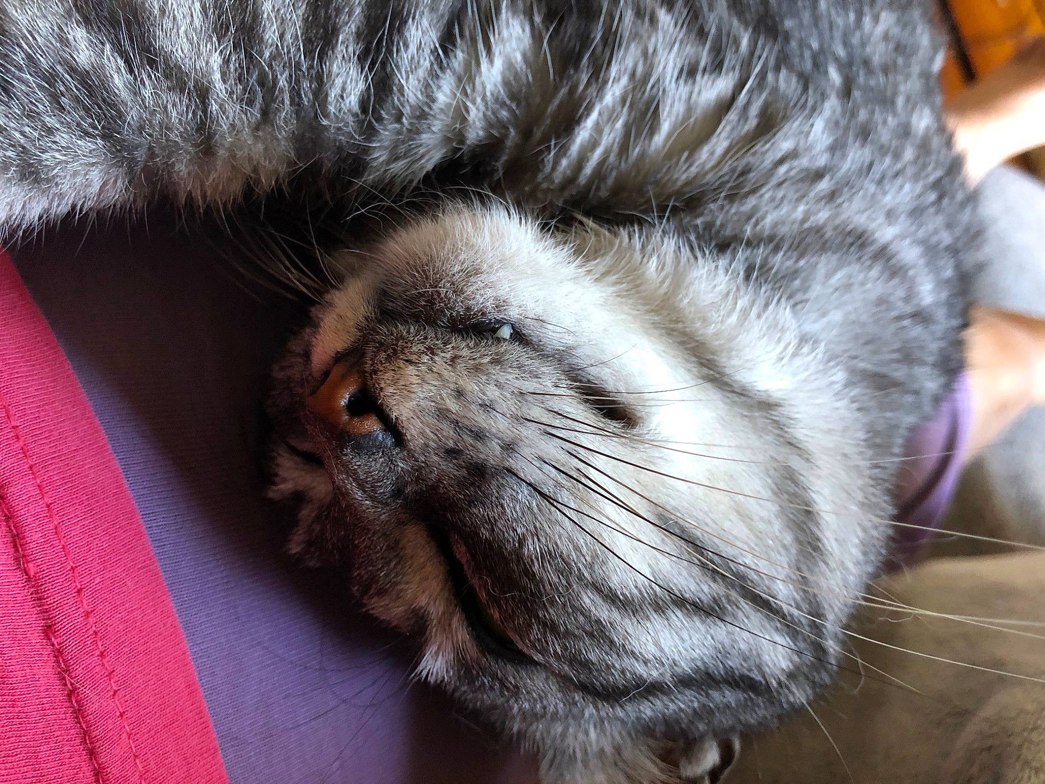 Maya