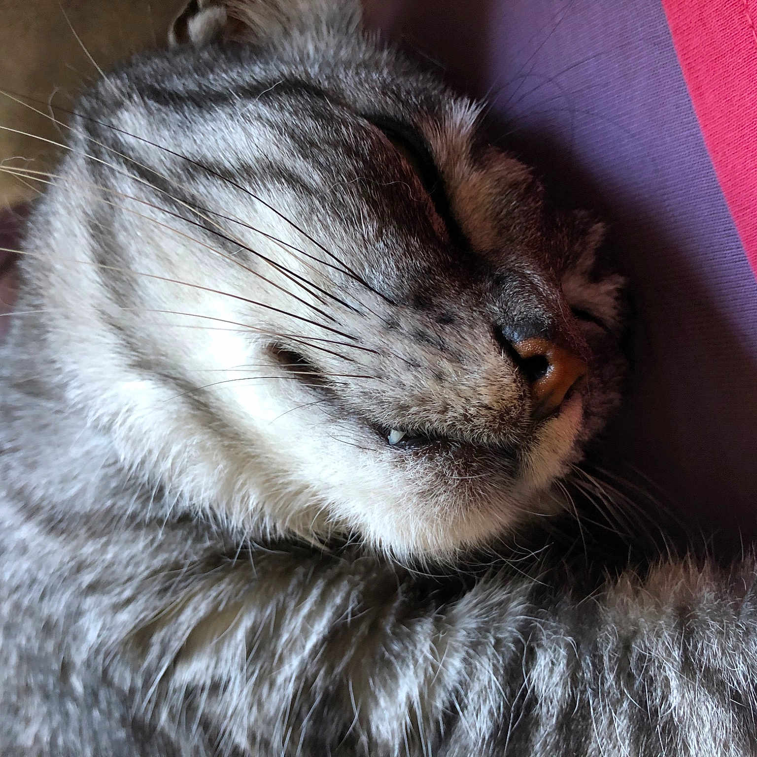 Maya