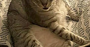 Milo participe au concours pour gagner de l'argent avec cette photo : cat, tabby, feline, pet, animal, lying_down, lounging, bed, bedspread, patterned, indoors, home, portrait, close_up, whiskers, ears, green_eyes, striped_fur, relaxed, funny_pose