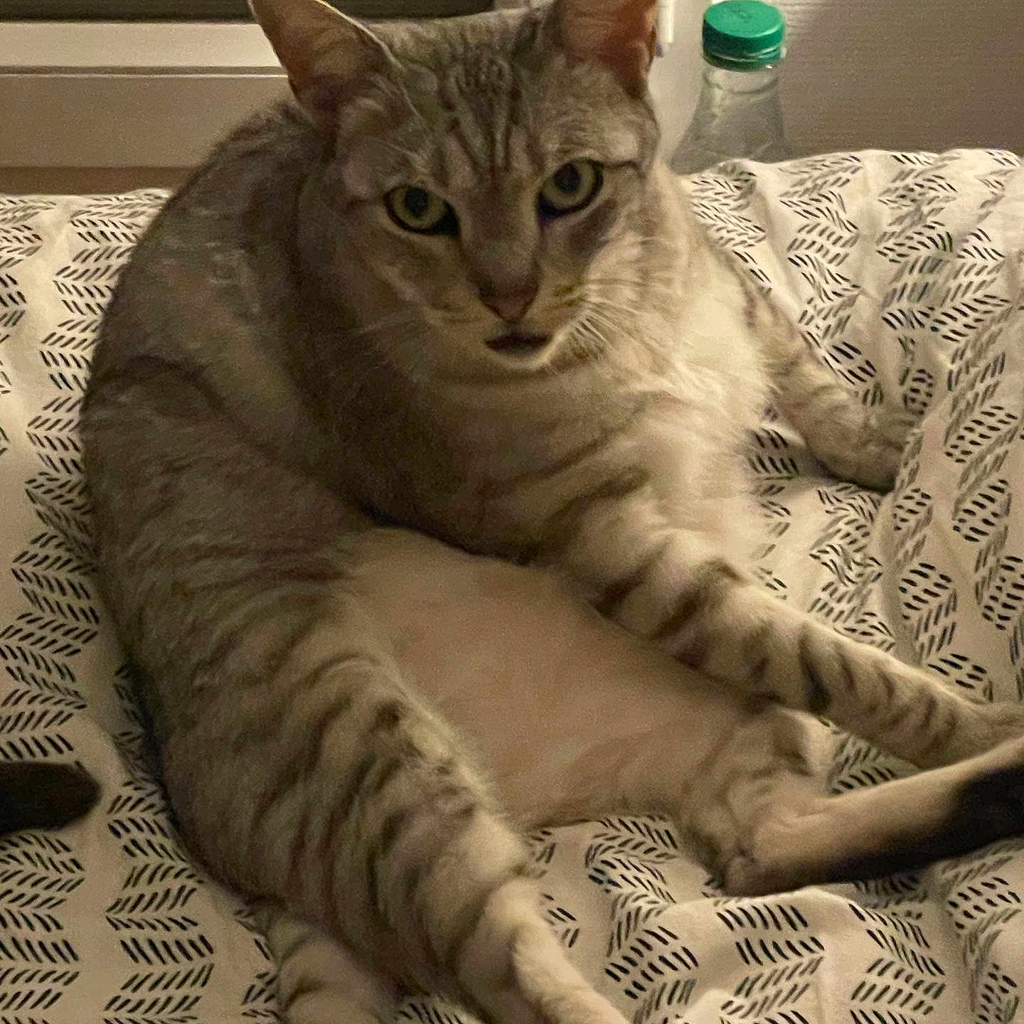 Milo