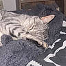 Milo a rejoint le concours — aidez-le/la à gagner de superbes lots ! cat, sleeping, tabby, pet, animal, fur, whiskers, ears, paws, blanket, bed, bedding, cozy, indoors, home, bookshelf, books, relaxed, curled_up, portrait