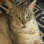 Milo a rejoint le concours — aidez-le/la à gagner de superbes lots ! cat, tabby_cat, pet, animal, feline, portrait, close_up, golden_eyes, ears, whiskers, fur, striped_fur, sitting, indoors, blanket, bed, home, bookshelf, background, photography