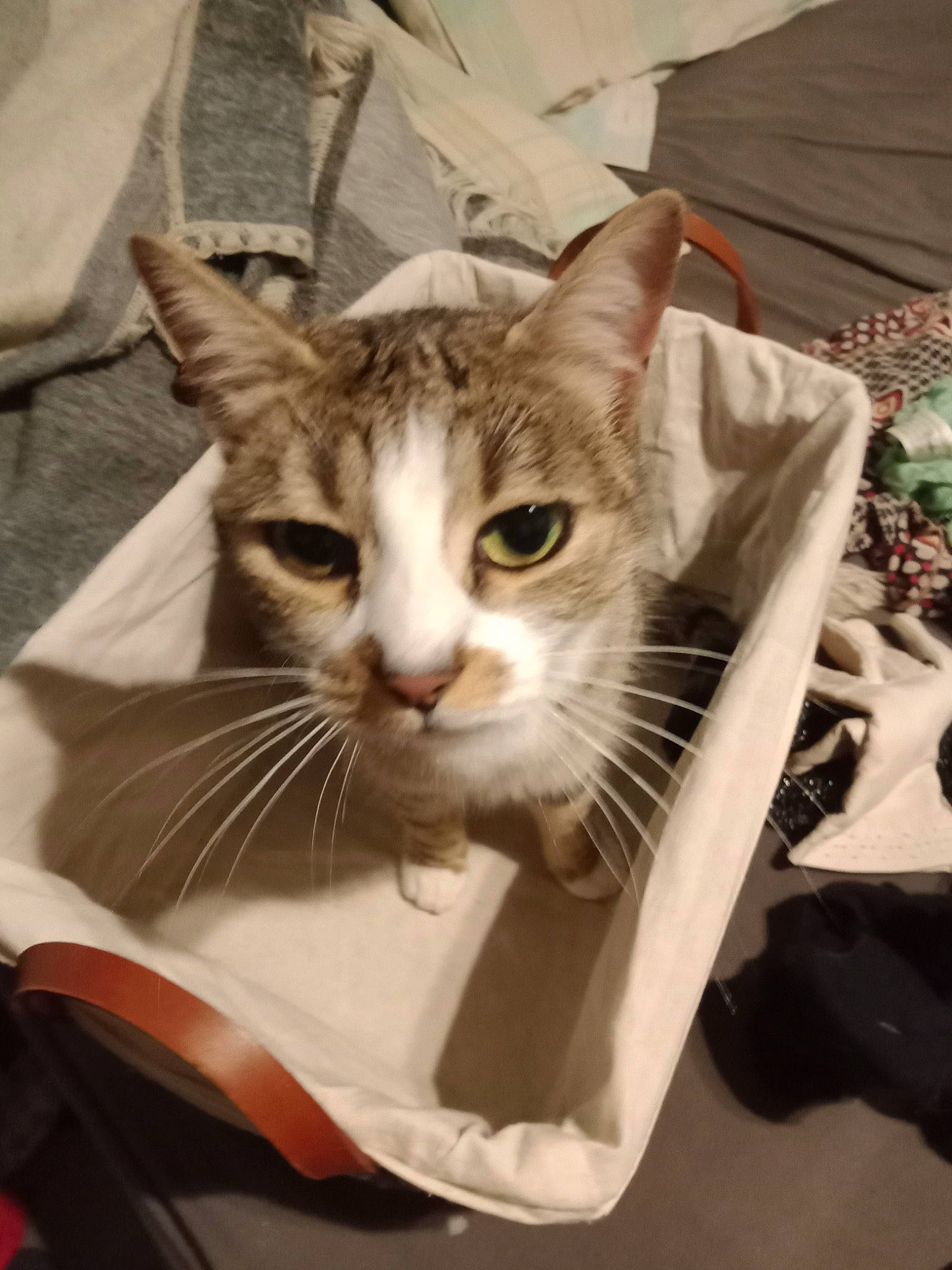 Chi a rejoint le concours — aidez-le/la à gagner de superbes lots ! basket, carnivore, cat, comfort, domestic_short_haired_cat, fawn, felidae, fur, pet_supply, small_to_medium_sized_cats, whiskers