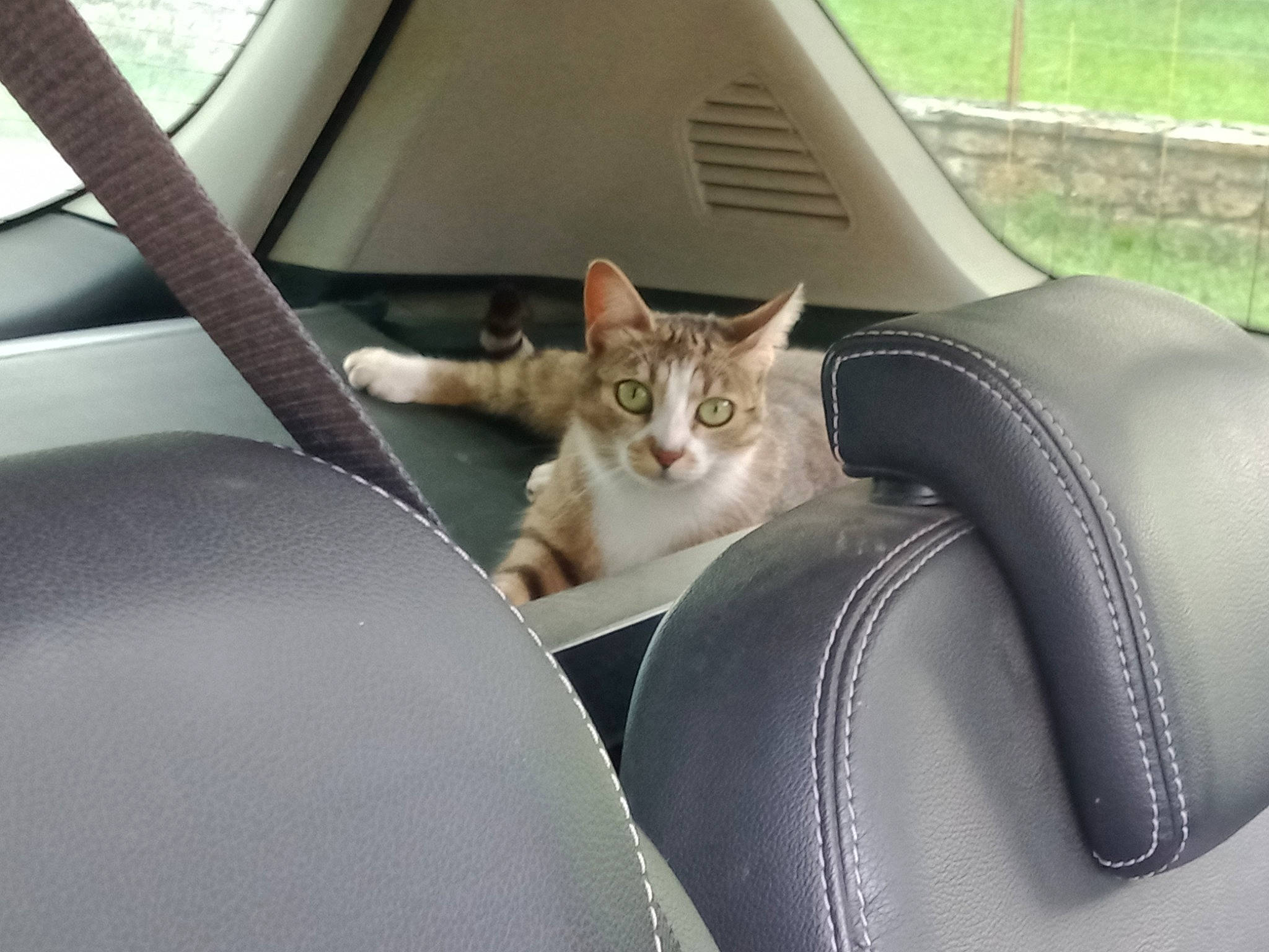 Chi a rejoint le concours — aidez-le/la à gagner de superbes lots ! auto_part, automotive_design, automotive_exterior, automotive_window_part, car_seat, car_seat_cover, carnivore, cat, comfort, fawn, felidae, fender, motor_vehicle, plant, small_to_medium_sized_cats, tree, vehicle, vehicle_door, whiskers, window