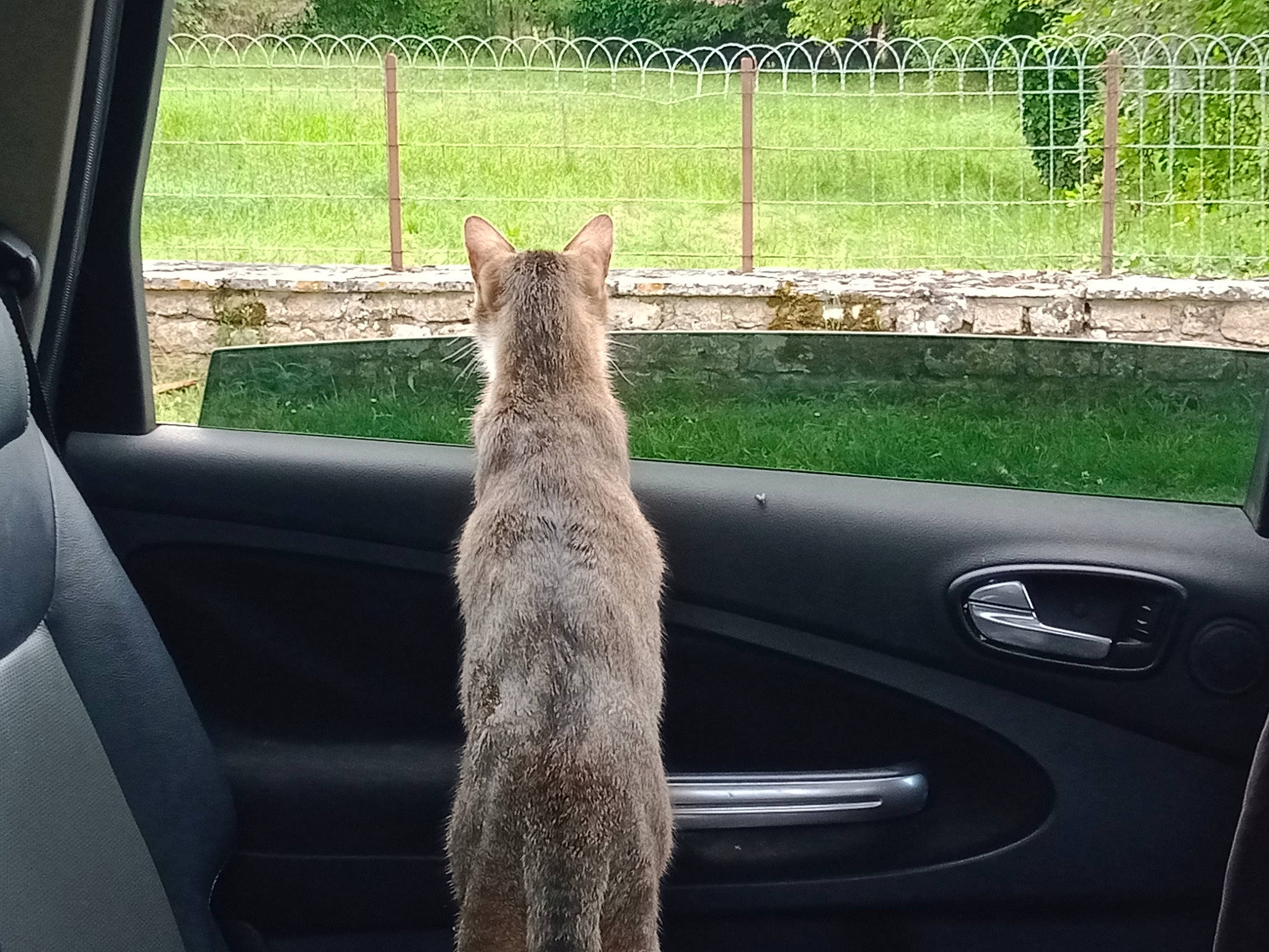 Chi a rejoint le concours — aidez-le/la à gagner de superbes lots ! automotive_design, automotive_exterior, automotive_window_part, car, carnivore, fawn, felidae, fence, hood, motor_vehicle, plant, small_to_medium_sized_cats, snout, tail, tree, vehicle, vehicle_door, vertebrate, window, windshield