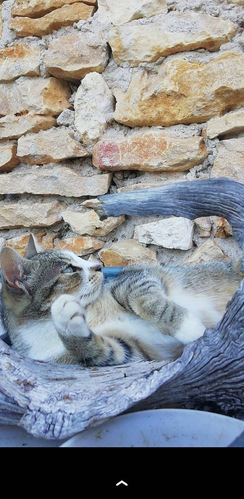 Chi participe au concours pour gagner de l'argent avec cette photo : bedrock, cat, felidae, fur, landscape, limestone, outcrop, rock, seabird, small_to_medium_sized_cats, stone_wall, tail, terrestrial_animal, whiskers, wildlife, wood, zoo