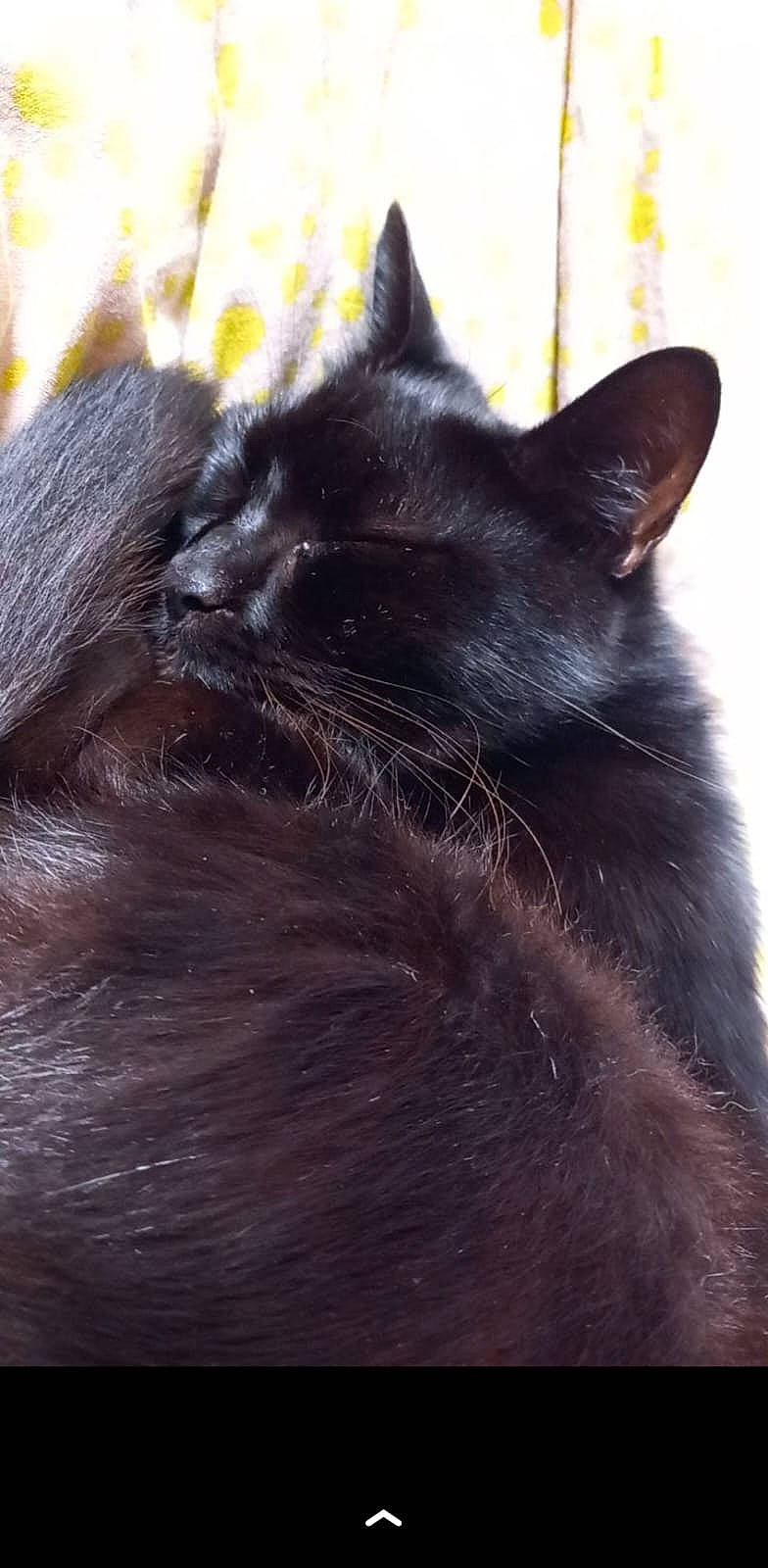 Charlie a rejoint le concours — aidez-le/la à gagner de superbes lots ! black_cat, bombay, carnivore, cat, claw, comfort, domestic_short_haired_cat, ear, eye, felidae, fur, hair, plant, small_to_medium_sized_cats, snout, tail, terrestrial_animal, tree, whiskers