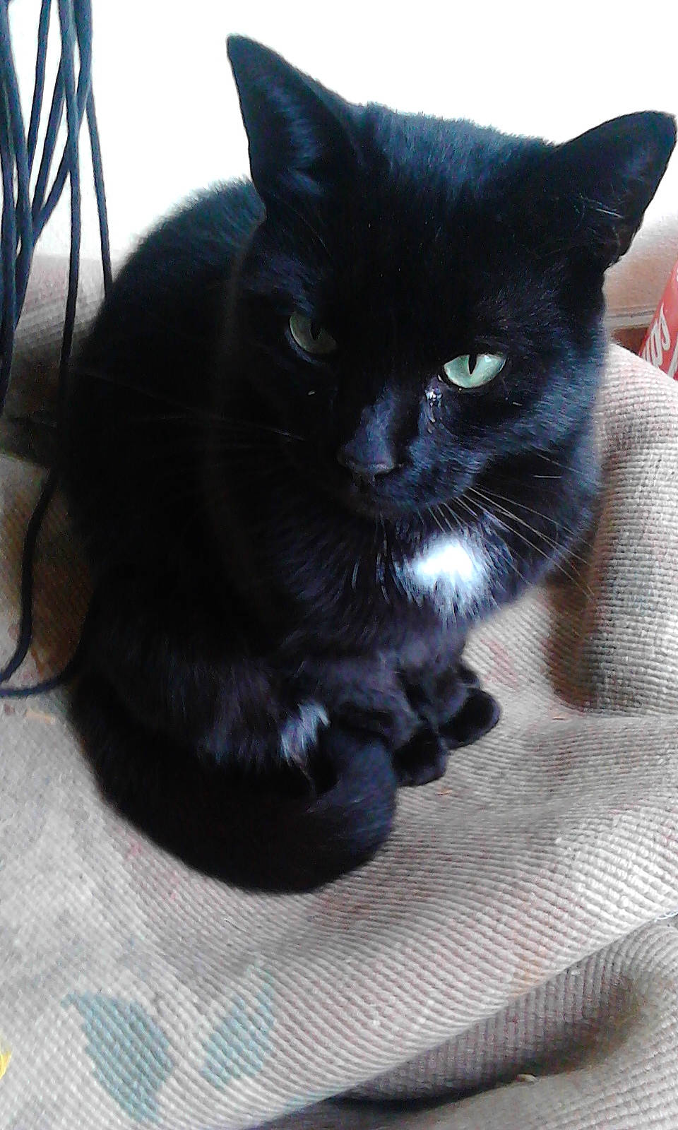 Charlie participe au concours pour gagner de l'argent avec cette photo : black_cat, carnivore, cat, claw, comfort, domestic_short_haired_cat, felidae, fur, small_to_medium_sized_cats, snout, tail, terrestrial_animal, whiskers