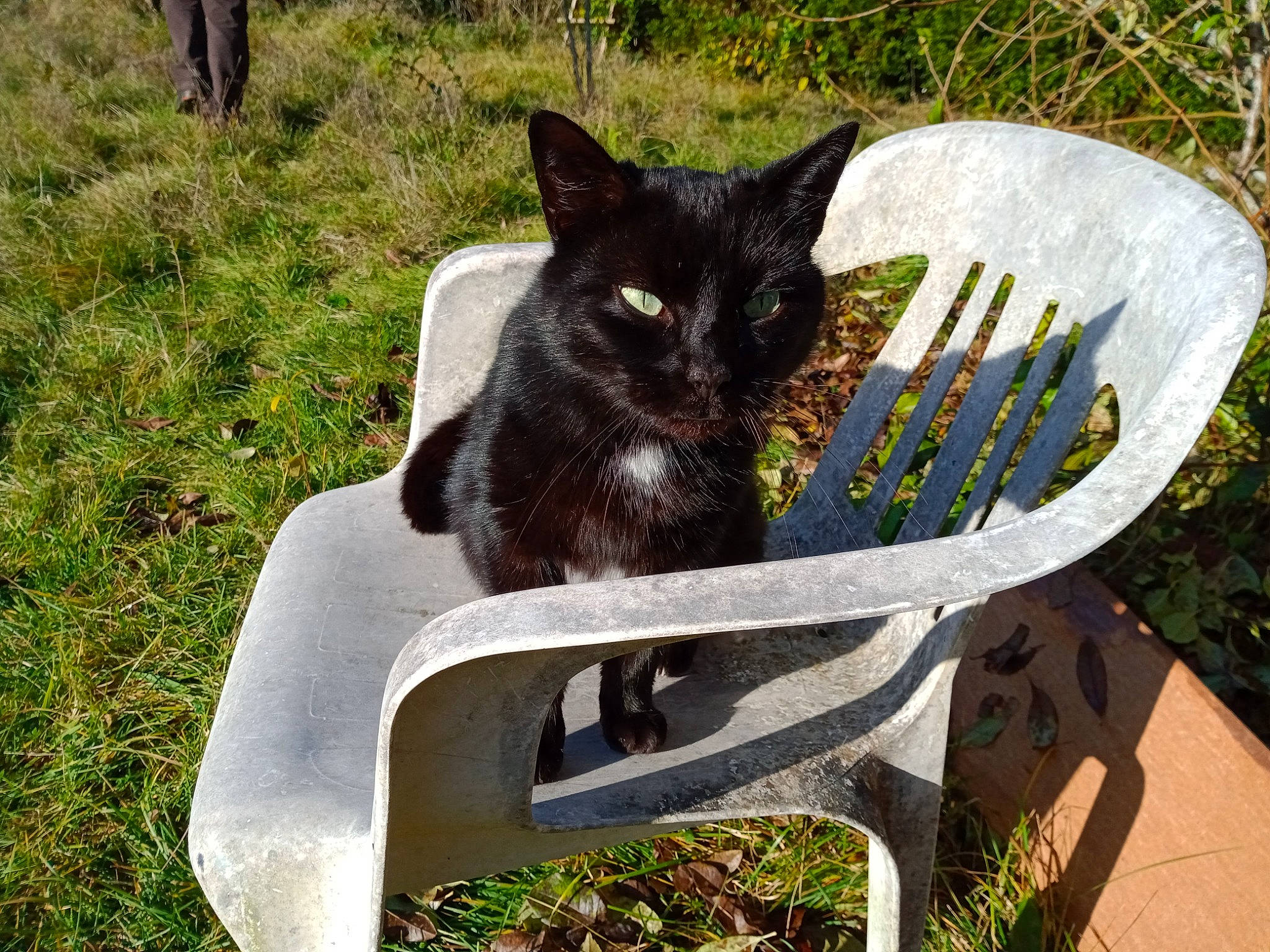 Charlie participe au concours pour gagner de l'argent avec cette photo : art, black_cat, bombay, carnivore, cat, chair, domestic_short_haired_cat, felidae, grass, grass_family, groundcover, lawn, outdoor_bench, outdoor_furniture, plant, sitting, small_to_medium_sized_cats, tail, tree, whiskers