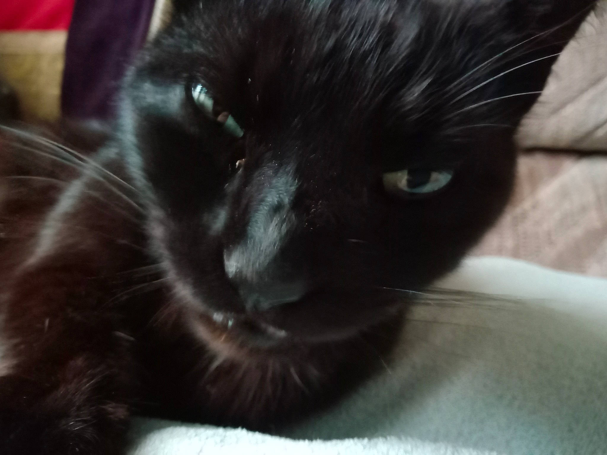 Charlie participe au concours pour gagner de l'argent avec cette photo : black_cat, bombay, carnivore, cat, cat_supply, claw, comfort, domestic_short_haired_cat, eye, felidae, fur, head, small_to_medium_sized_cats, snout, tail, terrestrial_animal, whiskers