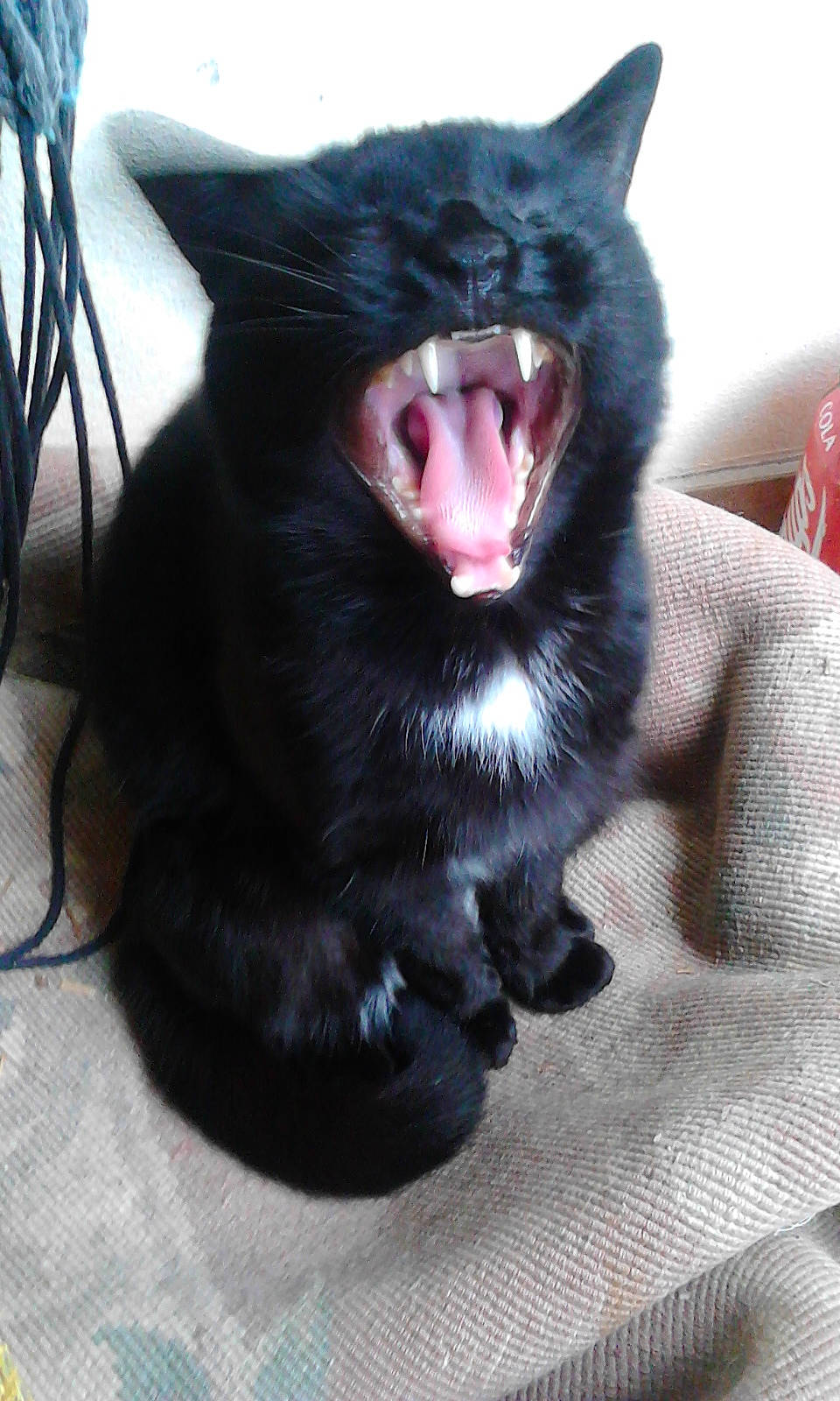 Charlie a rejoint le concours — aidez-le/la à gagner de superbes lots ! black_cat, bombay, carnivore, cat, claw, dog_breed, domestic_short_haired_cat, fang, felidae, foot, fur, jaw, paw, roar, small_to_medium_sized_cats, snout, terrestrial_animal, whiskers, yawn