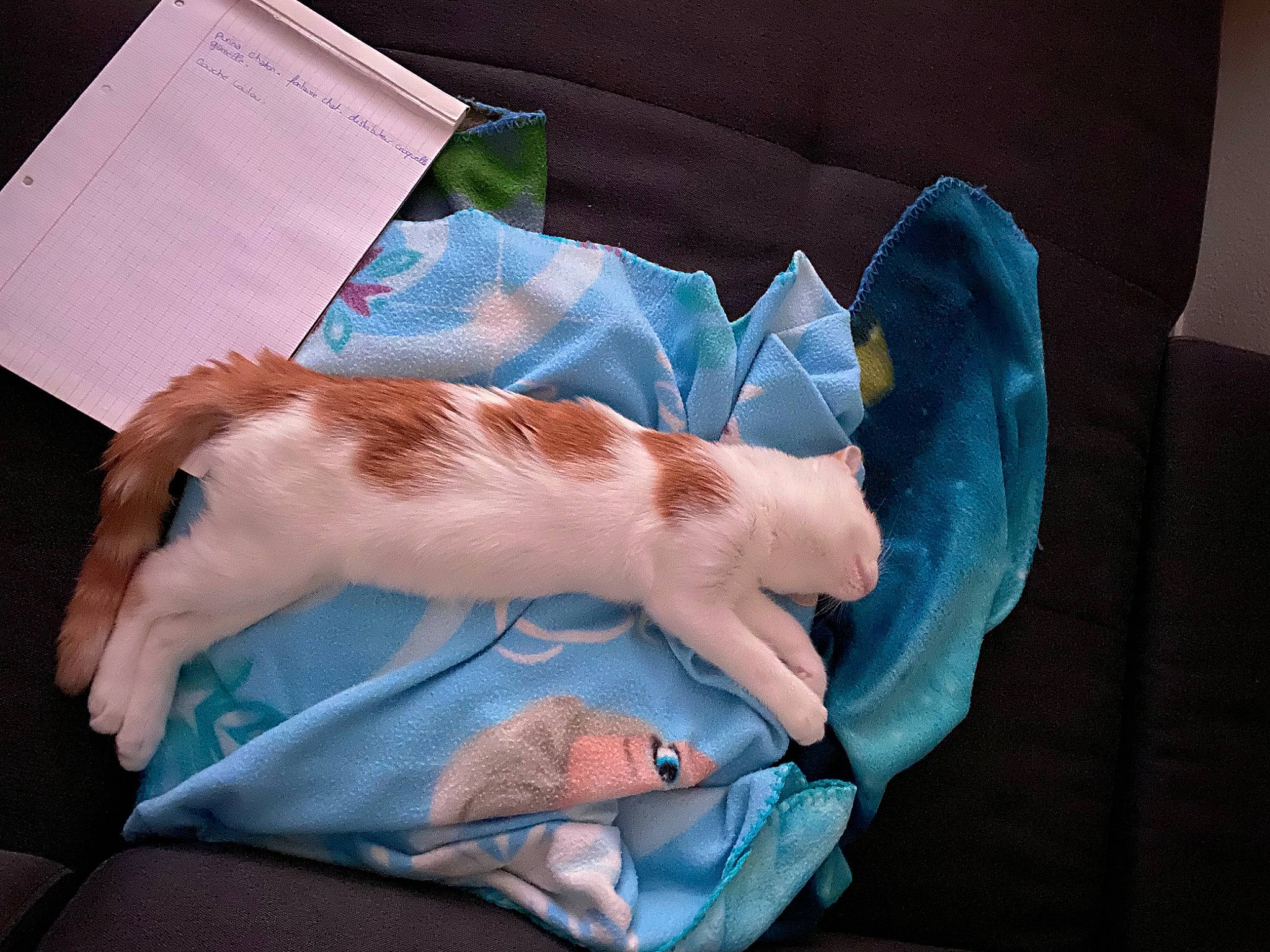 Athèna a rejoint le concours — aidez-le/la à gagner de superbes lots ! cat, comfort, couch, electric_blue, feather, felidae, finger, health_care, human_leg, linens, medical, medical_glove, medical_procedure, nail, room, service, small_to_medium_sized_cats, tail, whiskers, wrist