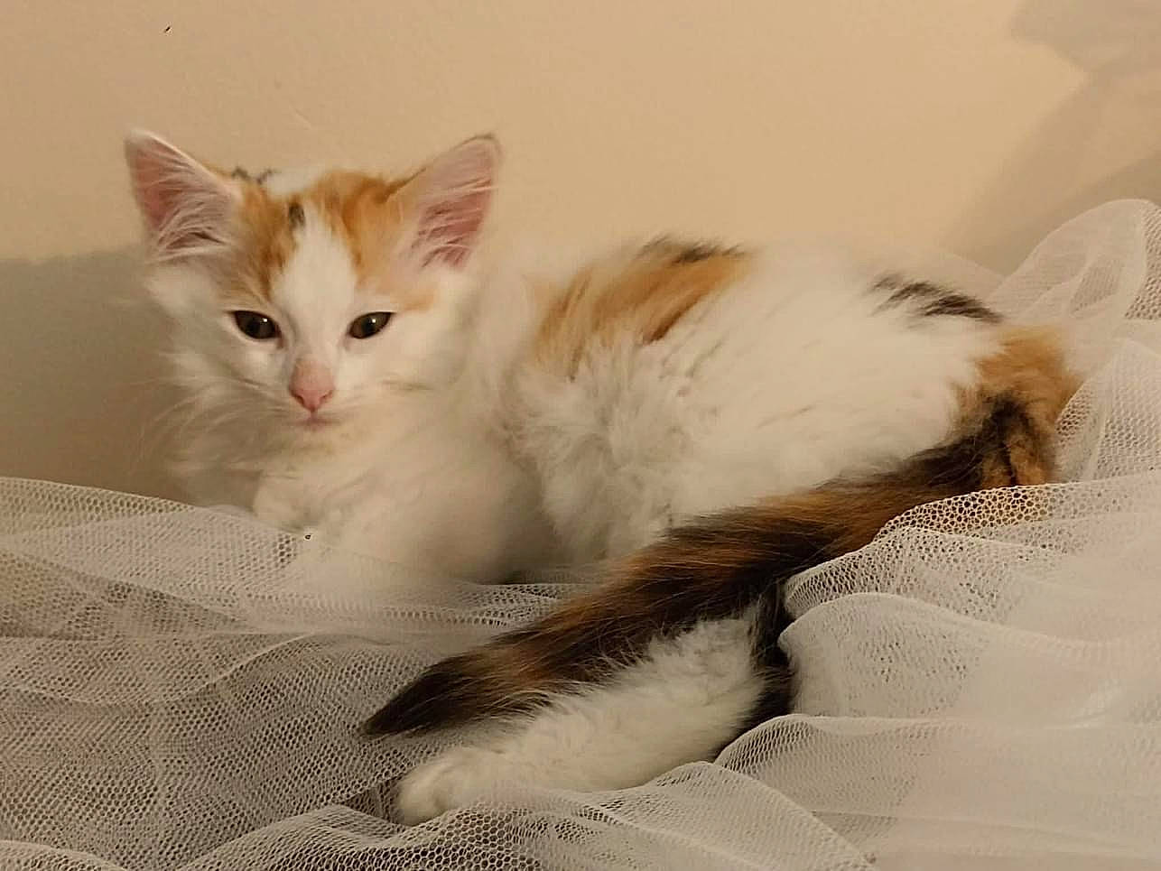 Athèna a rejoint le concours — aidez-le/la à gagner de superbes lots ! bed, carnivore, cat, claw, comfort, domestic_short_haired_cat, fawn, felidae, fur, paw, small_to_medium_sized_cats, snout, tail, whiskers, window