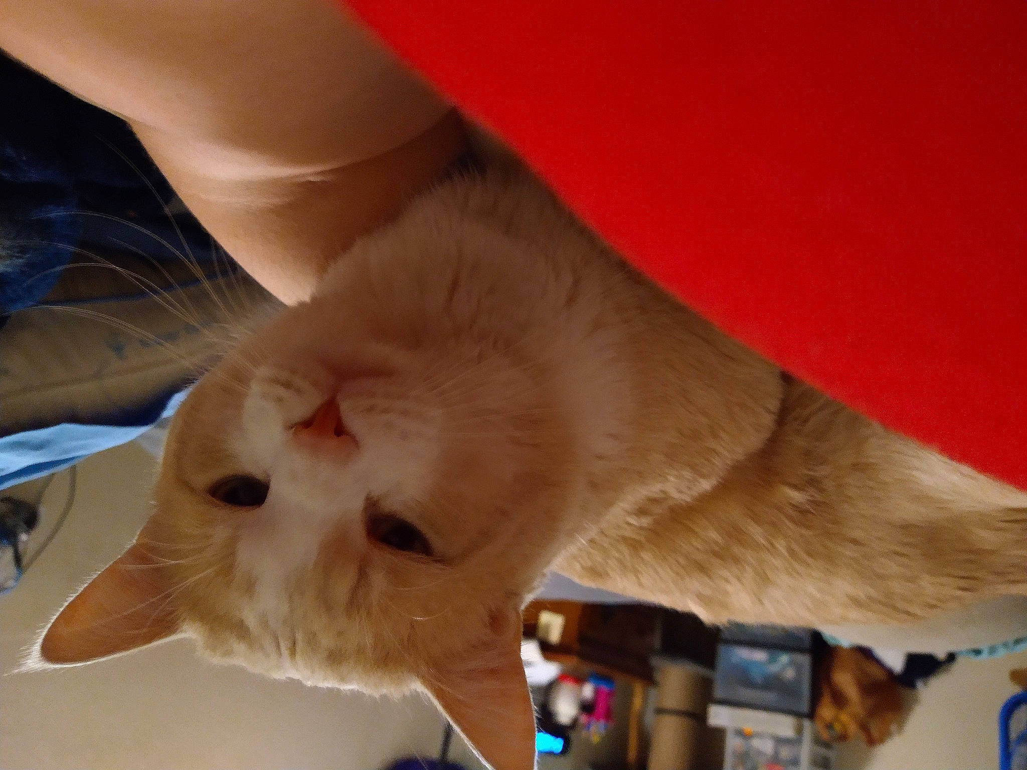 O'Malley joined the competition — help win amazing prizes! carnivore, cat, claw, comfort, domestic_short_haired_cat, ear, fawn, felidae, foot, fur, gesture, human_leg, laptop, nail, paw, small_to_medium_sized_cats, snout, tail, whiskers