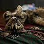 animal, blanket, cat, closeup, cozy, cute, domestic_cat, ears, eyes, fur, indoor, lying_down, patterned_blanket, pet, relaxed, resting, sleeping_position, soft_light, tabby_cat, whiskers