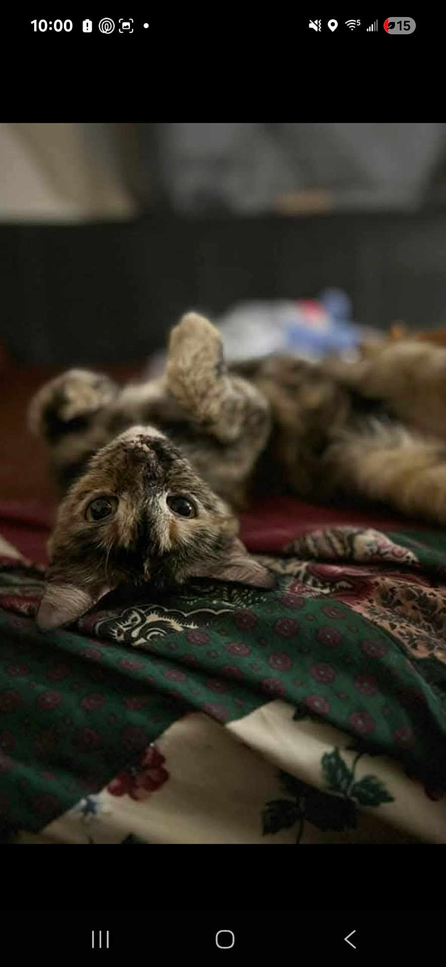 Grace joined the competition — help win amazing prizes! animal, blanket, cat, closeup, cozy, cute, domestic_cat, ears, eyes, fur, indoor, lying_down, patterned_blanket, pet, relaxed, resting, sleeping_position, soft_light, tabby_cat, whiskers