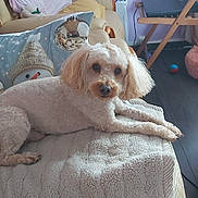 Nougat participe au concours pour gagner de l'argent avec cette photo : dog, beige_couch, blanket, pillow, snowman_pillow, indoor, floor, chair, window, cord, toy_ball, wooden_floor, relaxed, pet, fur, ears, nose, living_room, home, comfort