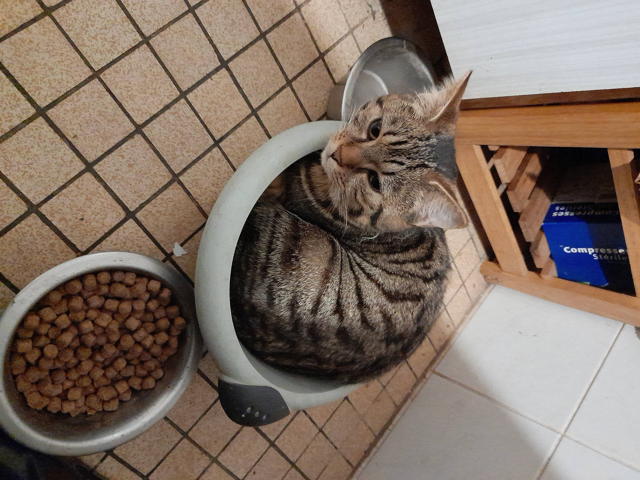 Chamalow a rejoint le concours — aidez-le/la à gagner de superbes lots ! carnivore, cat, coffee, comfort, cuisine, felidae, flooring, food, fruit, ingredient, java_coffee, natural_foods, plant, serveware, single_origin_coffee, small_to_medium_sized_cats, superfood, tableware, tail, whiskers