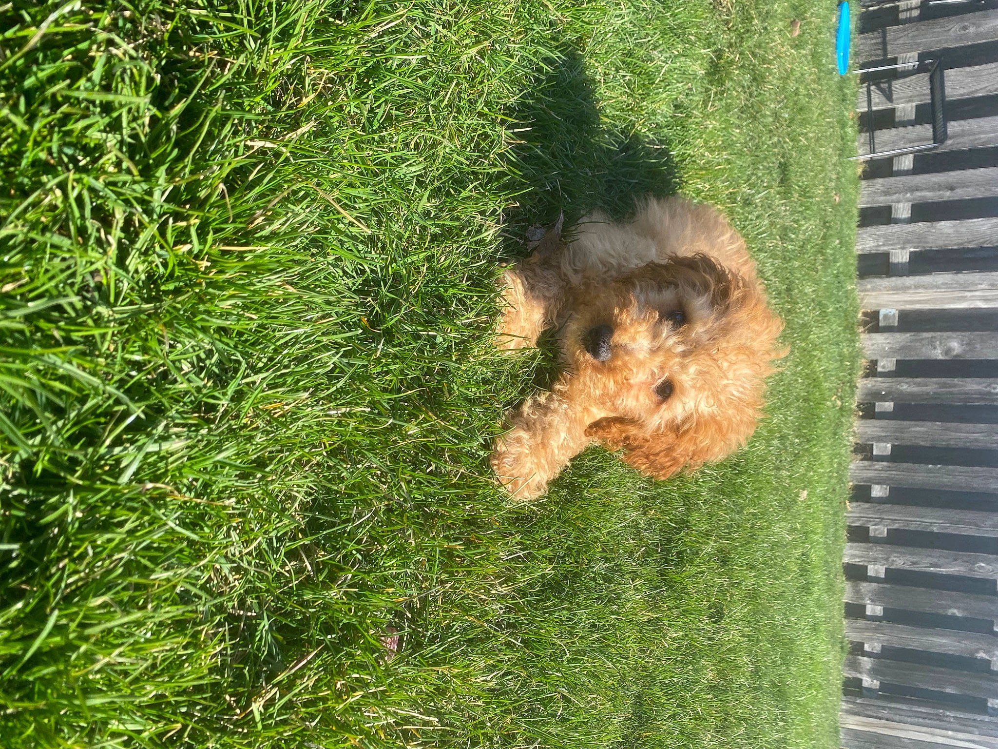 Paxton is registered to the contest to win money with this photo: canidae, carnivore, companion_dog, dog, dog_breed, fawn, garden, grass, groundcover, lawn, plant, shrub, small_terrier, soil, sporting_group, tail, terrier, toy_dog, water_dog, window