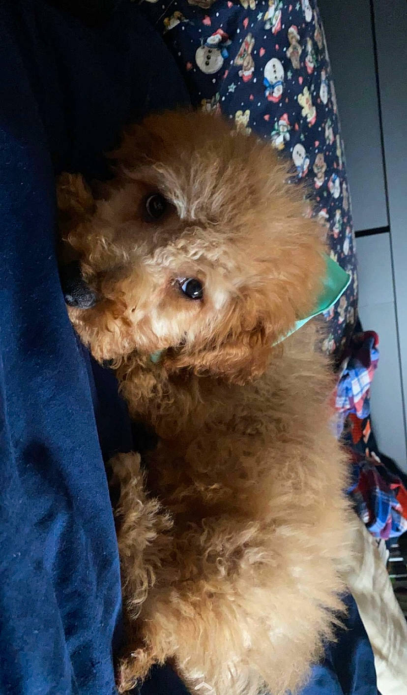 Paxton joined the competition — help win amazing prizes! canidae, carnivore, companion_dog, dog, dog_breed, dog_clothes, dog_supply, fawn, fur, head, labradoodle, liver, maltepoo, shih_poo, small_terrier, snout, sporting_group, terrier, toy_dog, whiskers