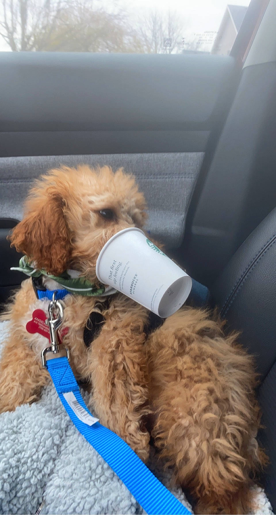 Paxton joined the competition — help win amazing prizes! canidae, car_seat, car_seat_cover, carnivore, collar, companion_dog, dog, dog_breed, dog_collar, fawn, fur, labradoodle, leash, liver, pet_supply, snout, sporting_group, terrier, vehicle_door, working_animal