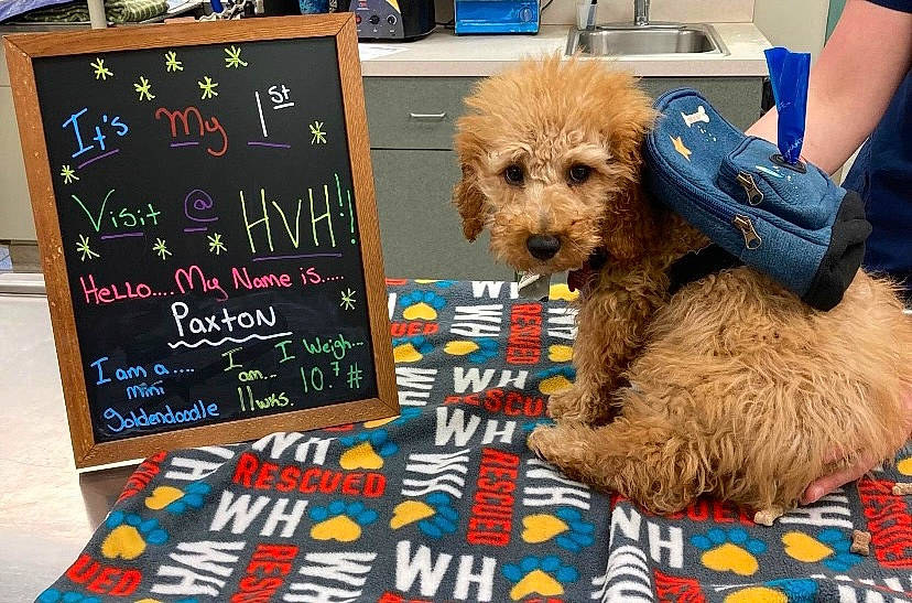 Paxton is registered to the contest to win money with this photo: blackboard, canidae, carnivore, chalk, companion_dog, dog, dog_breed, dog_clothes, dog_supply, font, fur, handwriting, hat, small_terrier, snout, sporting_group, sunglasses, terrier, toy, toy_dog